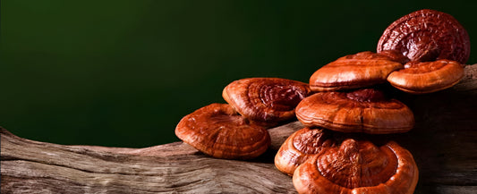 ¿Qué nutrientes tiene el Ganoderma lucidum?