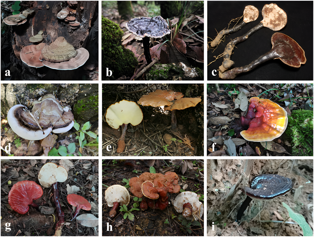 ¿Cuántos tipos de Ganoderma hay?