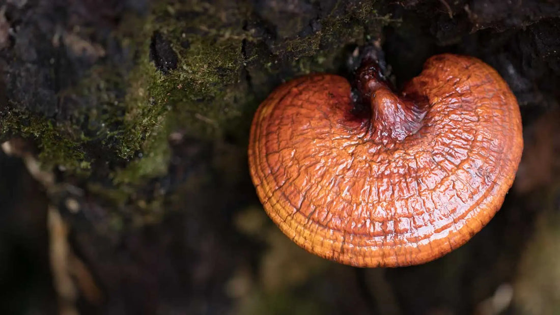 ¿Qué es el Reishi y para qué sirve?