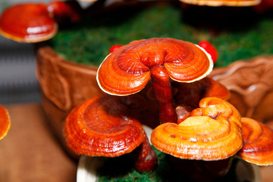 ¿Qué es y para qué sirve el Ganoderma?